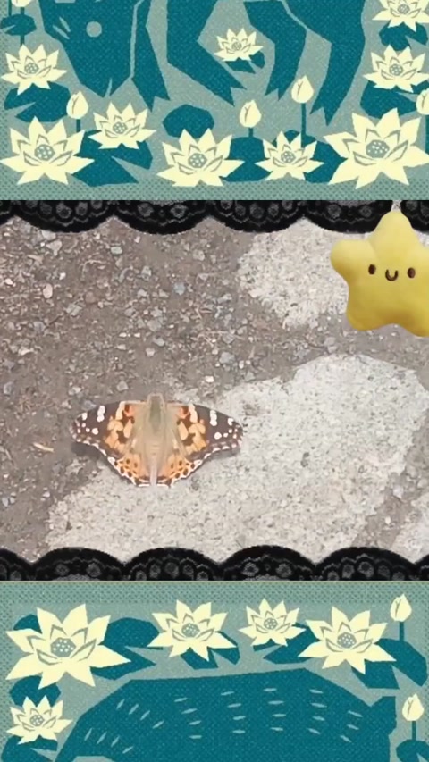 butterfly dancing to the music