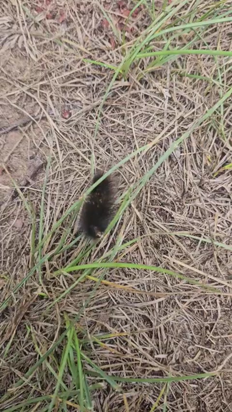 Black fuzzy caterpillar 9/12/2026