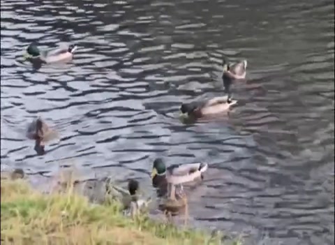 hanging out with some ducks