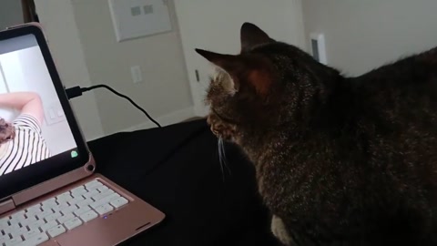 Watchin yt with my kitty