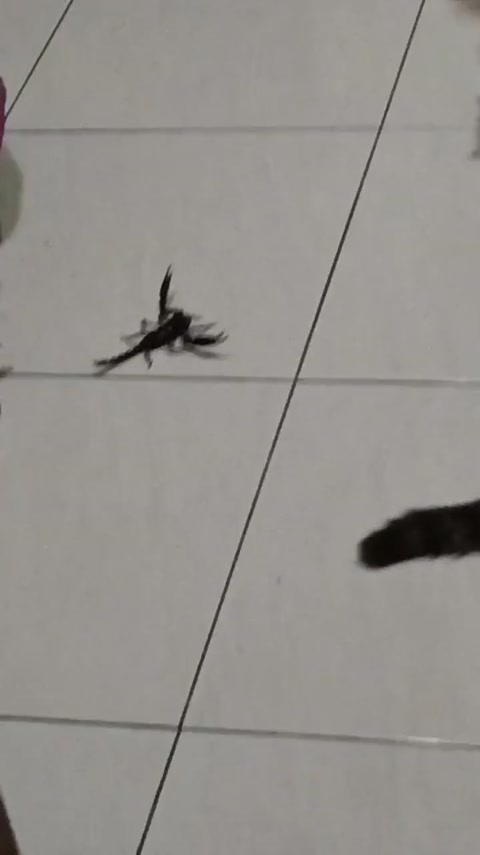 My cats playing w/ scorpion