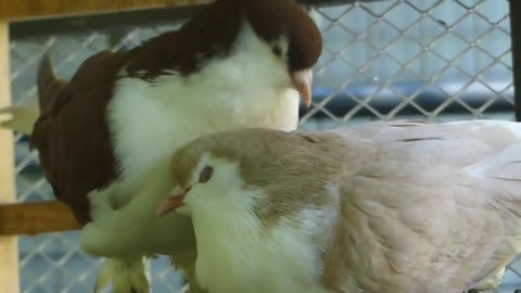 lahore pigeons preening