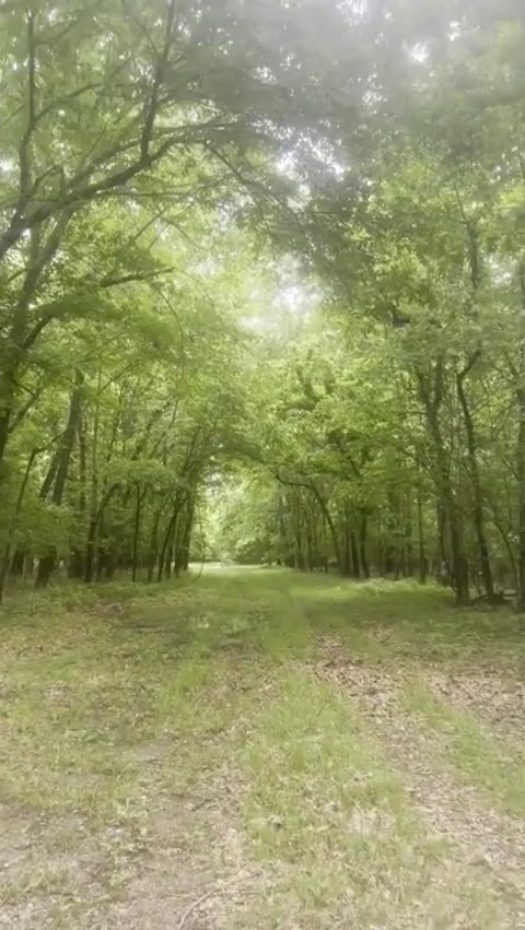 Walking through the woods:)