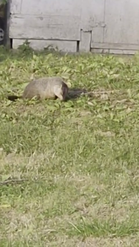 groundhog .. 09282026