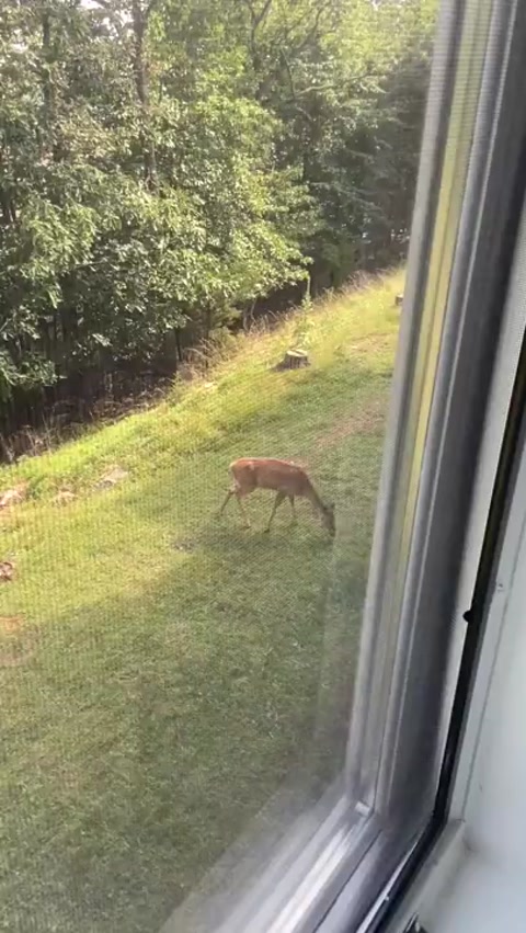 That time I saw a deer