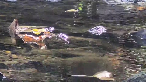 Leaf floating in creek