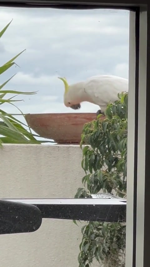 Cockatoo eating :D