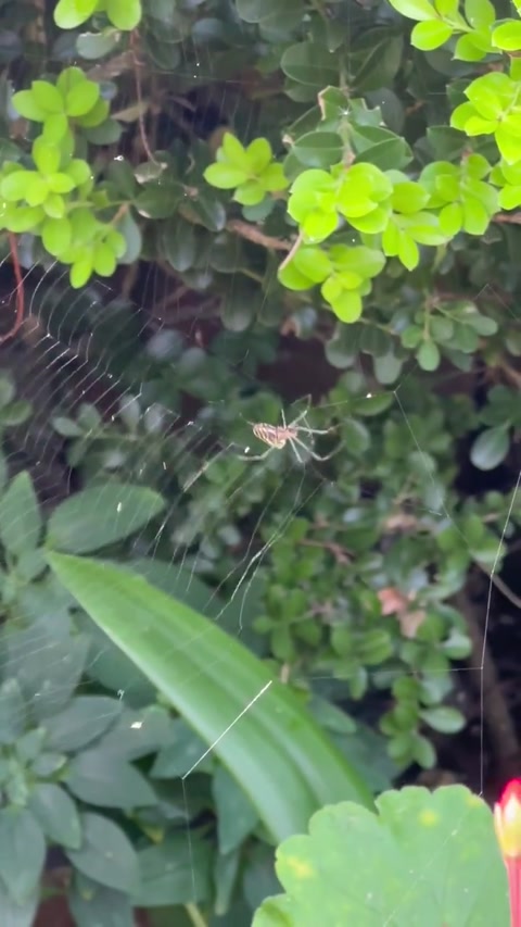 The Spider.