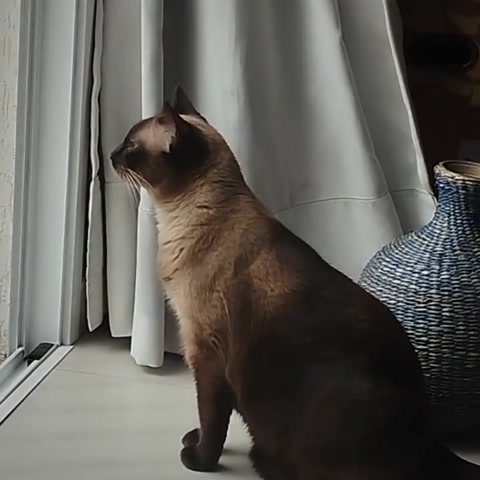 My brother's cat feeling the wind