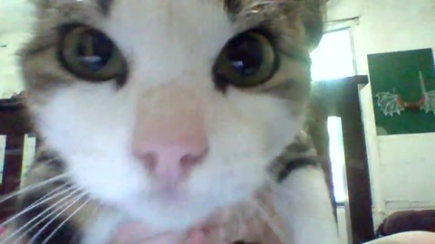 Bitty kitty