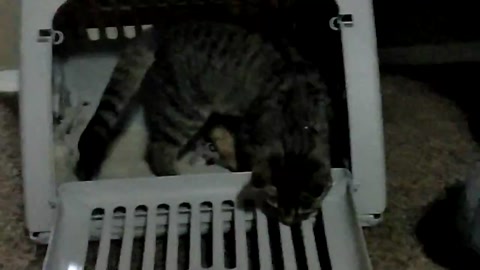 Topaz in the crate