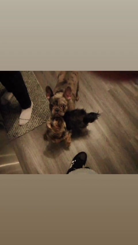 My cute dogs love my babies 💋💕