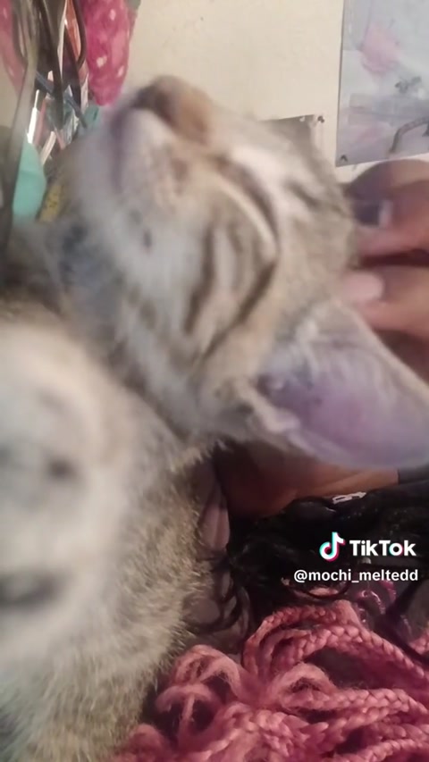 kitty