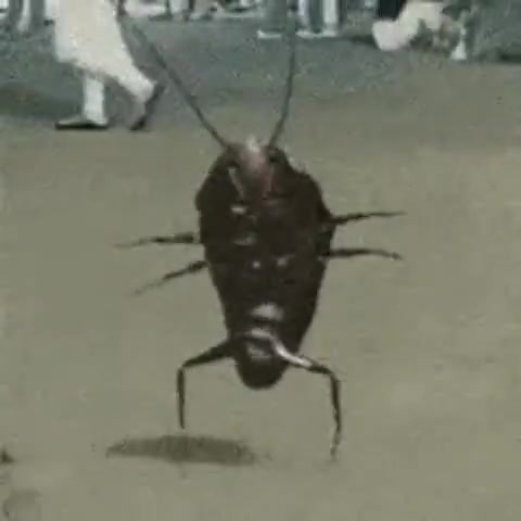 La Cucaracha