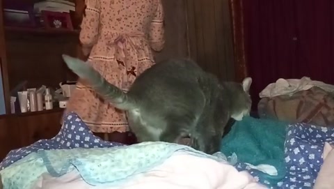 Cat vs Gothic Lolita with Malice Mizer sounding softly in the background