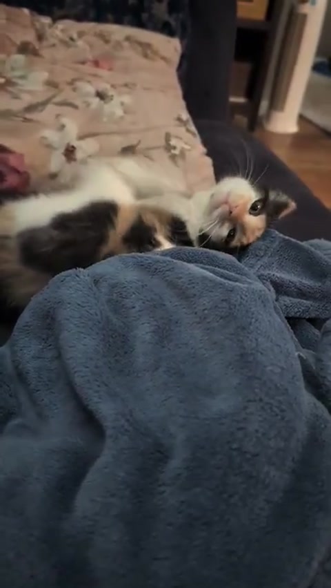 smores being stupid