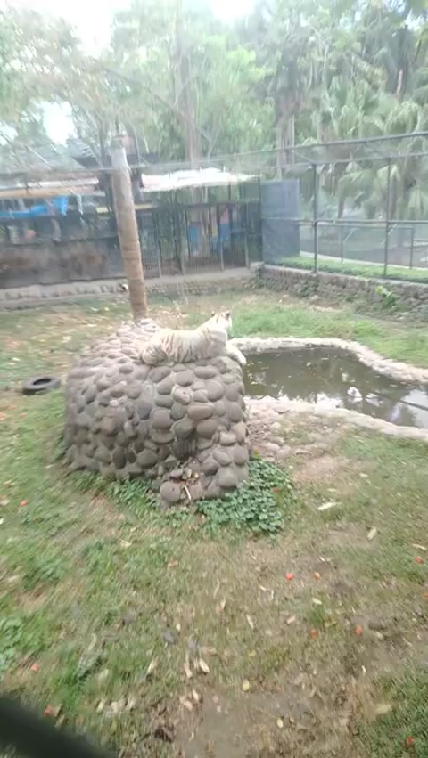 Big white kitty caught on camera omg 4k ultra resolution