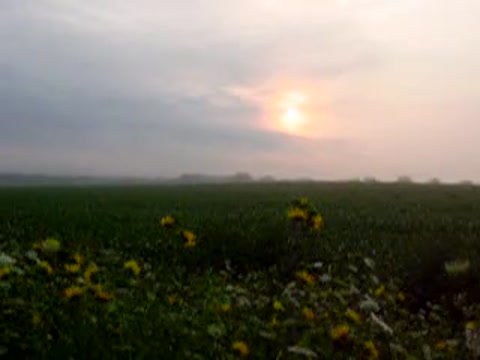 Lovely Field