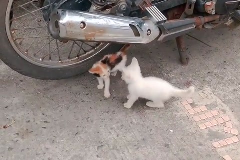 Kitties Playing
