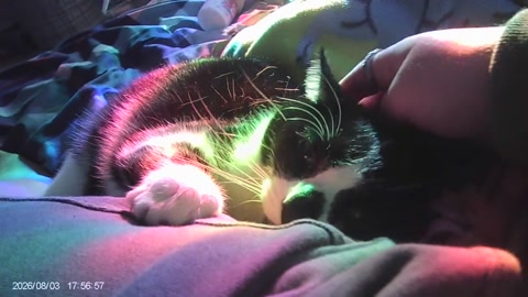 Evil Rainbow Kitty
