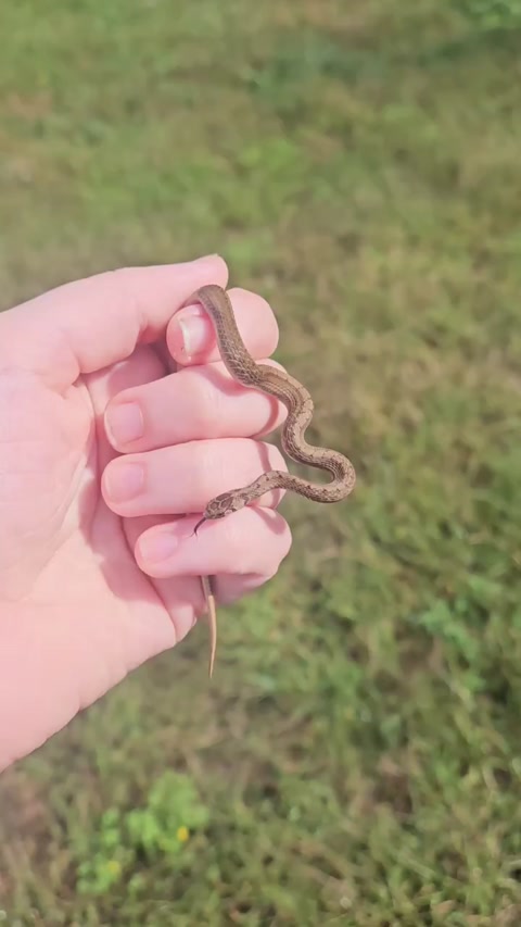 Small snake 10/9/2026
