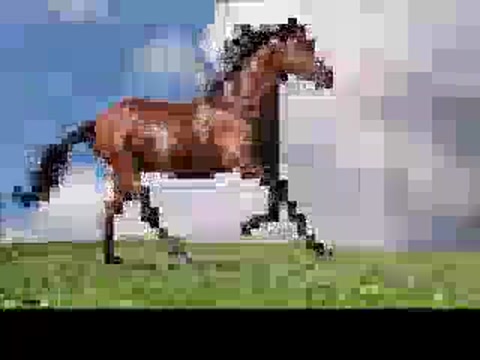 the hungriest horse