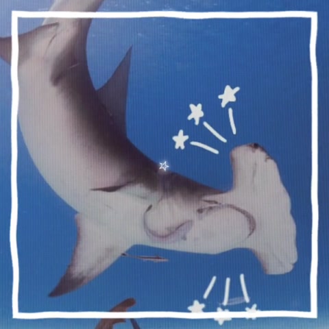 Sharkiez lolz #fyp  #viral #sharks